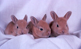 Cute rabbits